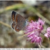 polyommatus icarus female3